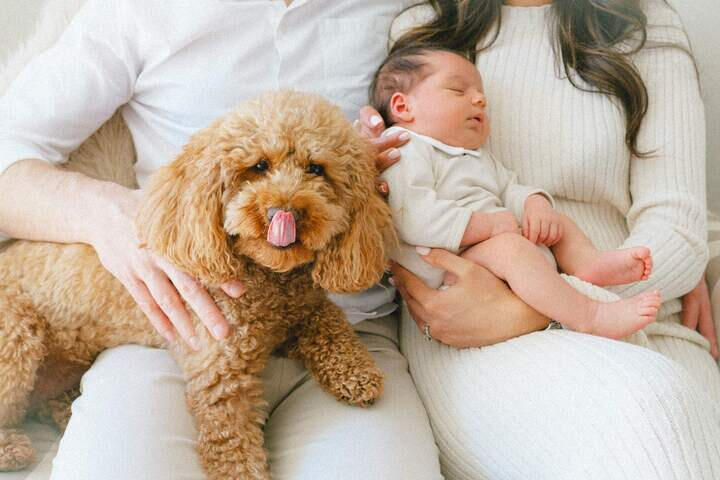 Zoom in of baby and the family's dog on mum and dad's laps